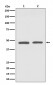 Anti-GATA3 Rabbit Monoclonal Antibody